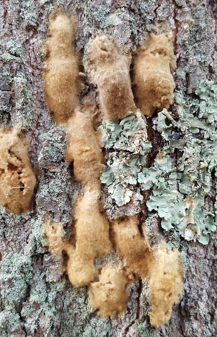 Egg masses on bark